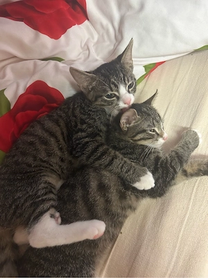 Zwei süße Babykatzen suchen ein liebevolles Zuhause 