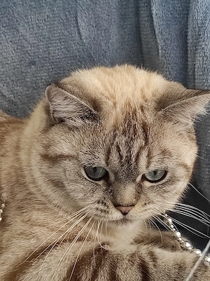 Deckkater BKH