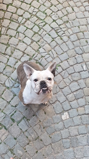 Buffy sucht neues liebevolles Zuhause