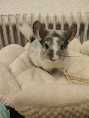 Zwei liebevolle Chinchilla Schecken abzugeben