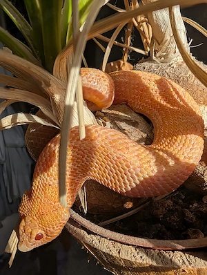 Heterodon nasicus, 0.1 arctic sunburst 