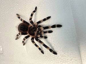 Acanthoscurria geniculata 0.1