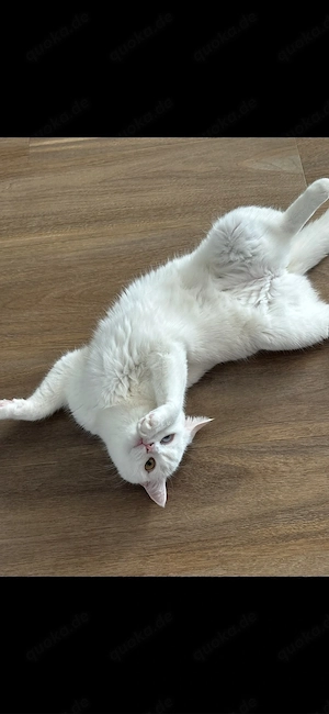 BKH Katze 