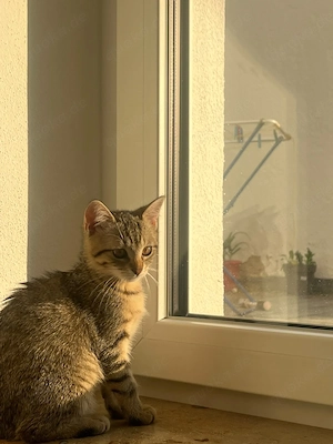 Babykatzen  7 monate Bild 4