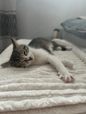 Babykatzen  7 monate Bild 5