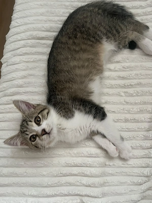 Babykatzen  7 monate Bild 3