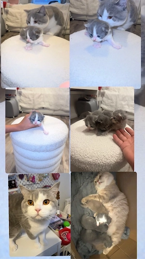 Bkh Kitten 