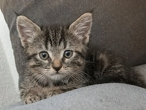 Kitten Mix zum verlieben 