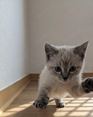 Kitten Mix zum verlieben 