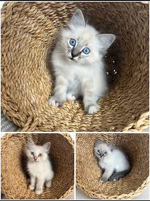 Heilige Birma Kitten WunderSchönSehrLieb