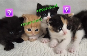 BKH Kitten Britisch Kurzhaar Babykatzen 