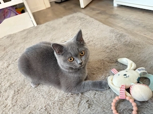 Britisch Kurzhaar Kitten   liebevoller Charakter
