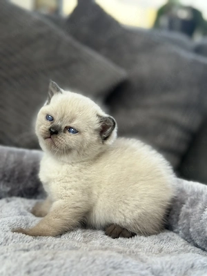 BKH Kitten Chocolate Point