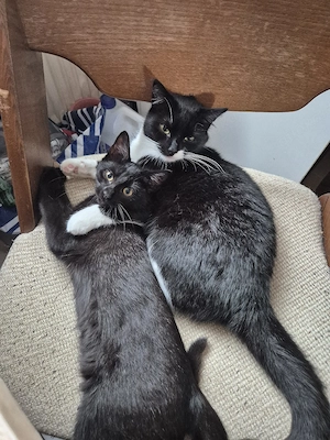 Ronja und Lilli suchen ein zuhause 