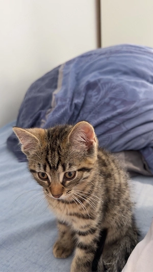 baby kitten männlich turkish angora ekh mix