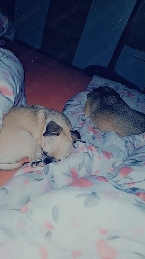 liebevolle Hunde suchen neues Zuhause 