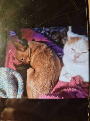 BKH Katze Maika.