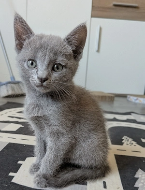 Russisch Blau Kitten mit Stammbaum suchen ihre Familie 