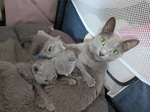 Russisch Blau Kitten mit Stammbaum suchen ihre Familie  Bild 2