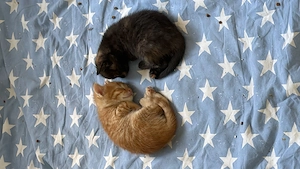 Europäisch Kurzhaar Kitten  Bild 3