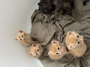 Europäisch Kurzhaar Kitten  Bild 7