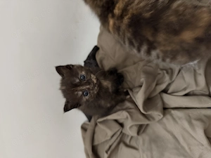 Europäisch Kurzhaar Kitten  Bild 8