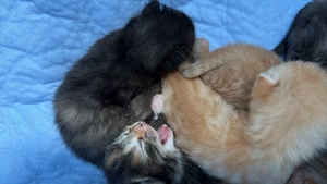 Europäisch Kurzhaar Kitten  Bild 10