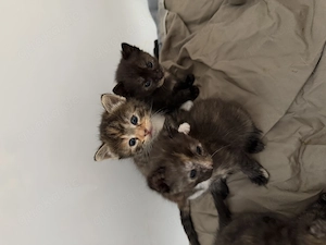 Europäisch Kurzhaar Kitten  Bild 4