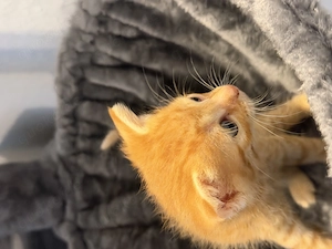 Europäisch Kurzhaar Kitten  Bild 2