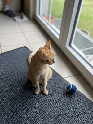 Europäisch Kurzhaar Kitten  Bild 9