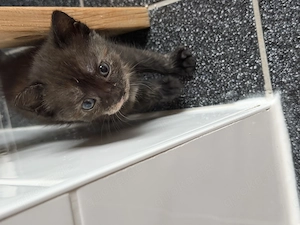 Europäisch Kurzhaar Kitten  Bild 5