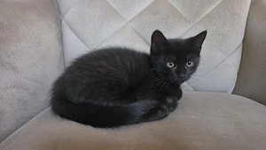 baby katzen 