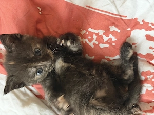 Europäisch Kurzhaar Kitten  Bild 6