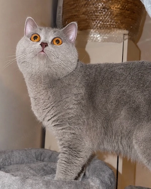 Erfahrener BKH Deckkater farbe lilac 