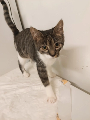 Babykatze, Katzenbaby, Katze,