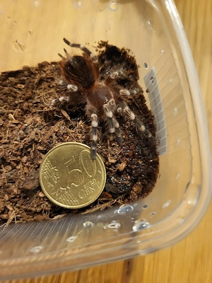 A. geniculata