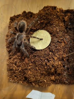 G. pulchripes 