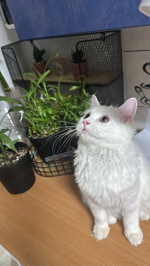 Türkisch Angora Kater   6 Monate