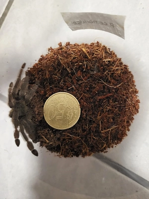 P. cambridgei 
