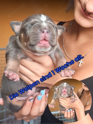 American Bully 