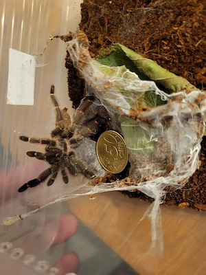 P. reduncus Sonderangebot 
