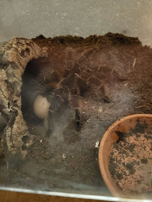 Lasiodora parahybana 