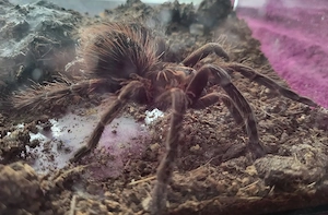 Pamphobeteus nigricolor 0.0.1