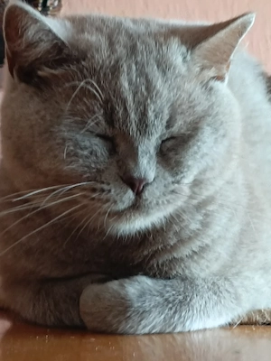 BKH in Farbe  Blau Kitten sucht liebfolle Hande nur 300 eu . Foto sind Friesch! 