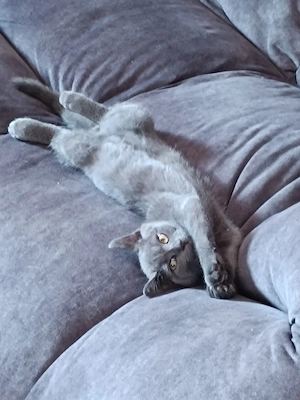 BKH in Farbe  Blau Kitten sucht liebfolle Hande nur 320 eu . Foto sind Friesch! 