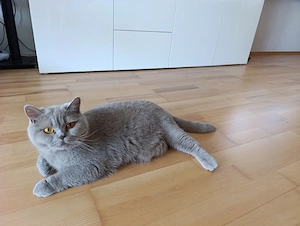 BKH Katze mit Stammbaum 