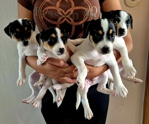  Parson Russell Terrier Welpen 