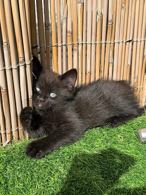Kater suchen neu Haus