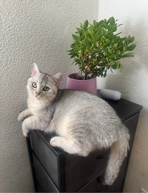 Liebevolle Katze in gute Hände abzugeben 