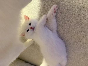 BKH Kitten ab 1.11. abzugeben 